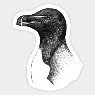 Razorbill (Alca torda) - blue Sticker